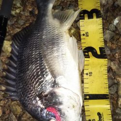 ぶらシーバス!!