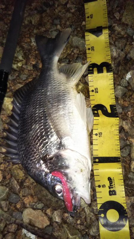 ぶらシーバス!!