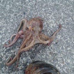 タコ初のキロアップ