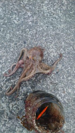 タコ初のキロアップ