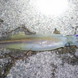 ヤリイカポツポツ