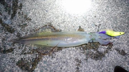 ヤリイカポツポツ