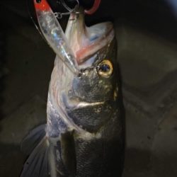 上げ潮でシーバス