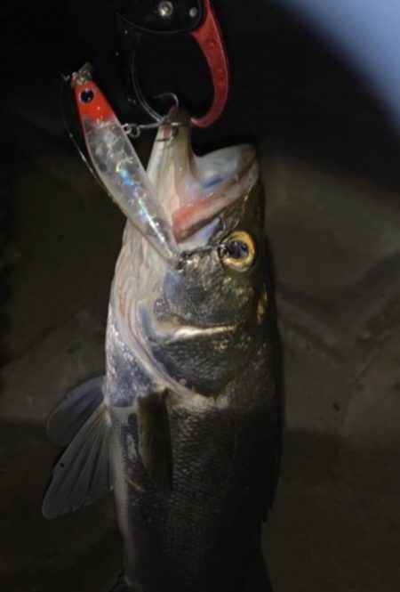 上げ潮でシーバス