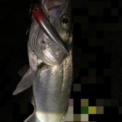 ヒラメ&シーバス