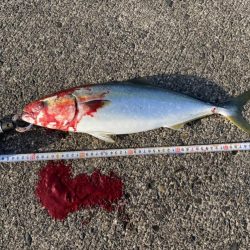 ポッパー封印も格安ジグで青物連発！