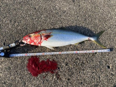 ポッパー封印も格安ジグで青物連発！