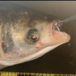 バチ抜け系パターン