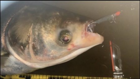 バチ抜け系パターン