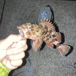 初めてのメバルのウキ釣り