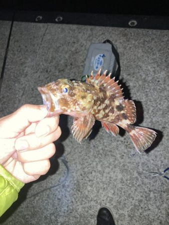 初めてのメバルのウキ釣り