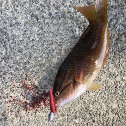 今年初釣り‼︎