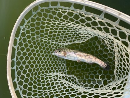 岸和田フィッシングパーク 絶好調