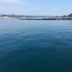 アジ50匹、アイゴ、スズメダイ、サバ