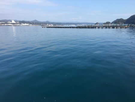 アジ50匹、アイゴ、スズメダイ、サバ