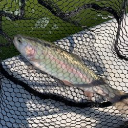 岸和田さんでボトム釣り