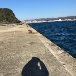 アジ10匹、アイゴ1匹