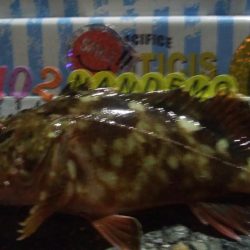 釣りデビュー 65日目