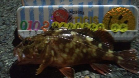 釣りデビュー 65日目