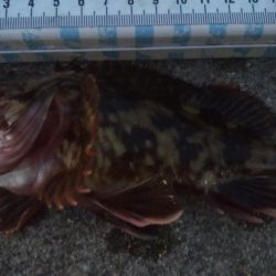 釣りデビュー 66日目