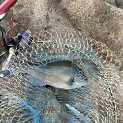 フカセ‥最高ですネ・・