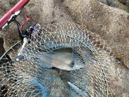 フカセ‥最高ですネ・・