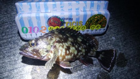 釣りデビュー 67日目