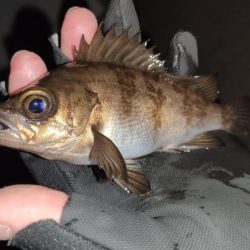 夜のメバリング、ガシリング！