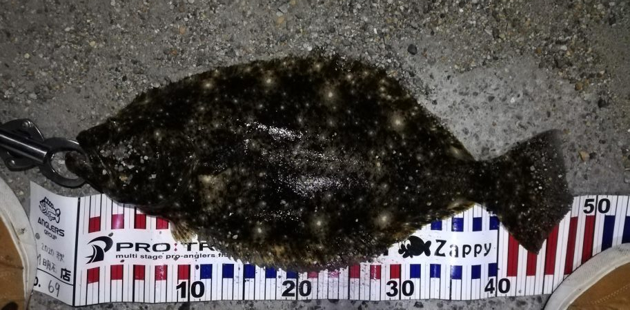 夜にまさかのヒラメ！