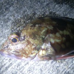 釣りデビュー　72日目