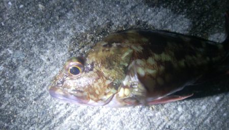 釣りデビュー　72日目