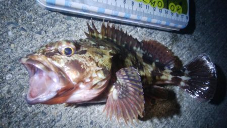 釣りデビュー 73日目