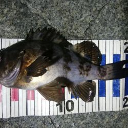 流れ待ちのプラッキング