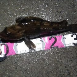 モンスターアイナメ！！