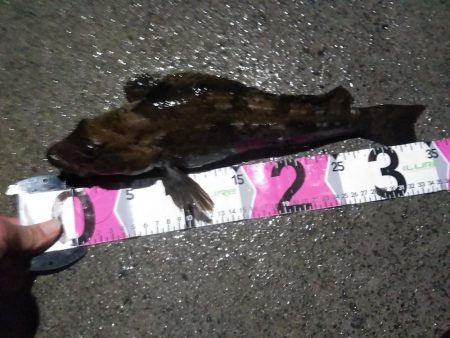 モンスターアイナメ！！