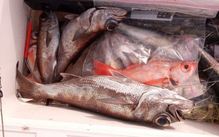 康仁丸・中深海・釣り果