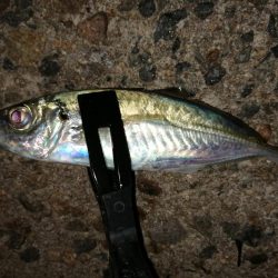 安定のブルーメバル