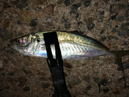 安定のブルーメバル