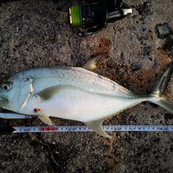 久しぶりのオニヒラアジ