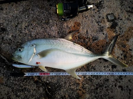 久しぶりのオニヒラアジ