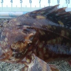 釣りデビュー　80日目