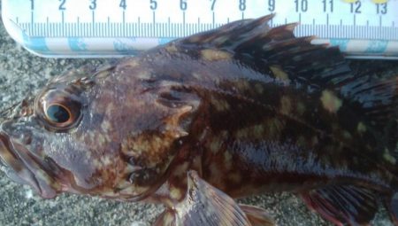 釣りデビュー　80日目