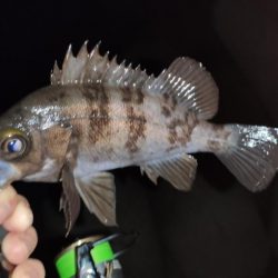 テトラでメバリング