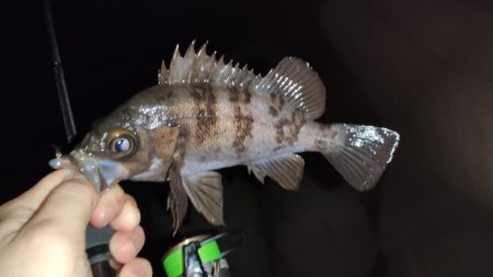 テトラでメバリング