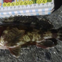 釣りデビュー　84日目