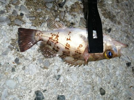 今日もアジを求めて