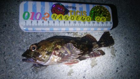 釣りデビュー　85日目