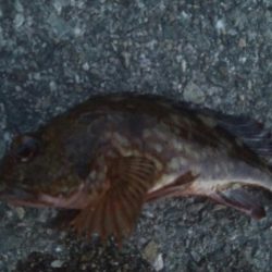 釣りデビュー 86日目