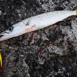 ロッド鱗付けの為にお出掛け