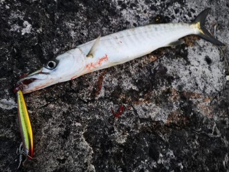 ロッド鱗付けの為にお出掛け